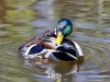 Preening