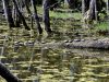 Turtles-on-log